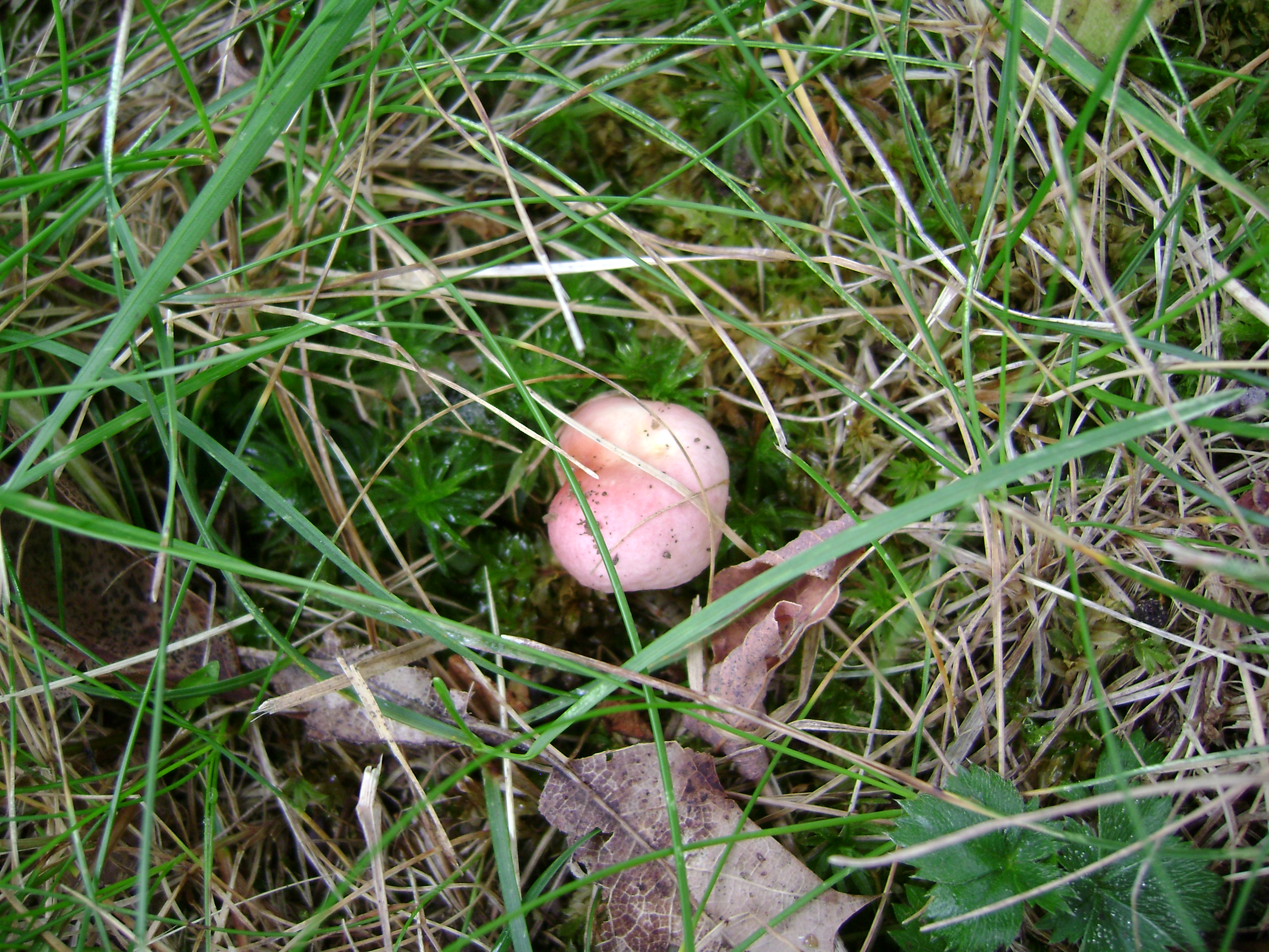 Dsc06748 from Fungus With ANTS 