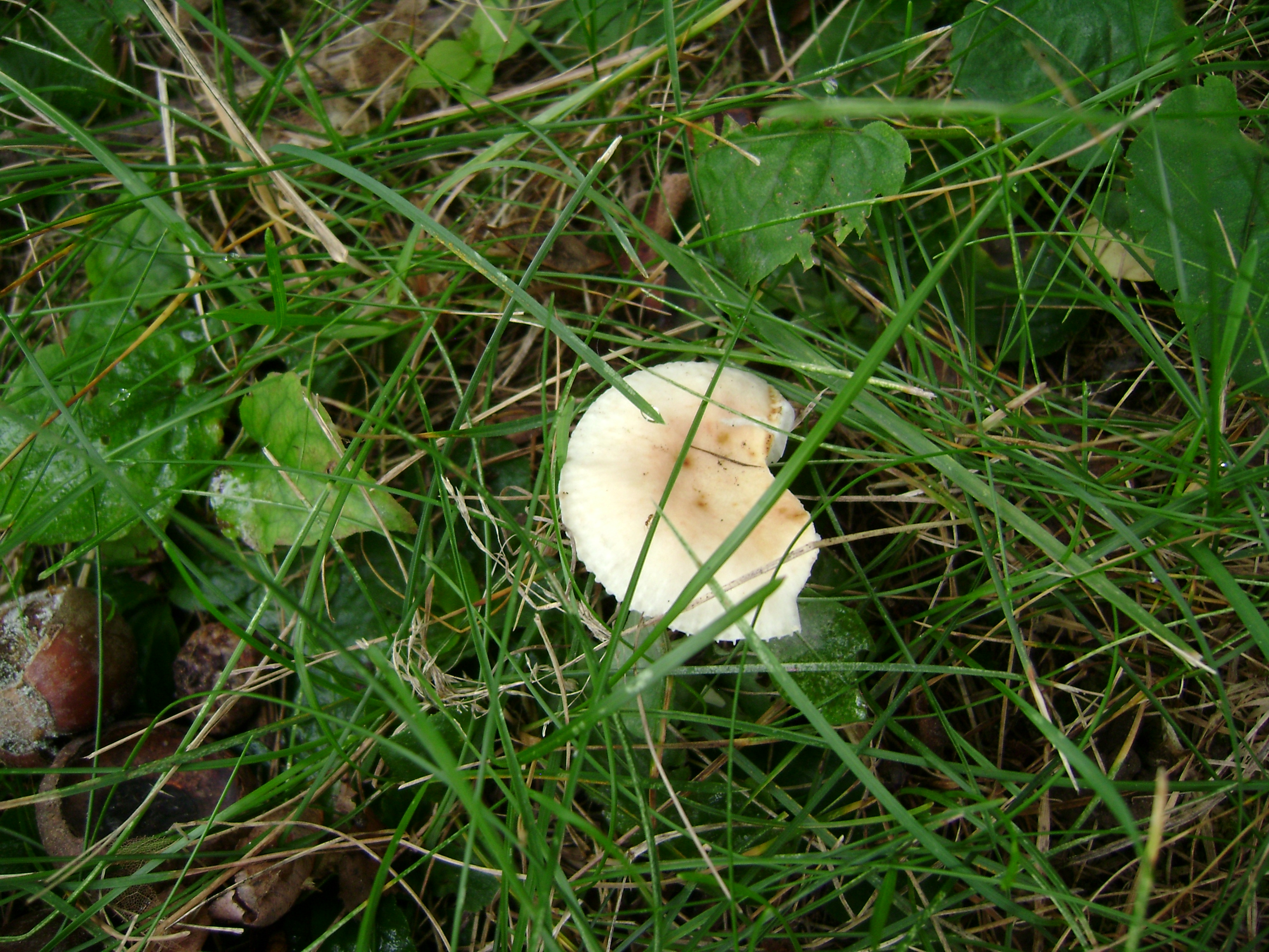 Dsc06749 from Fungus With ANTS 