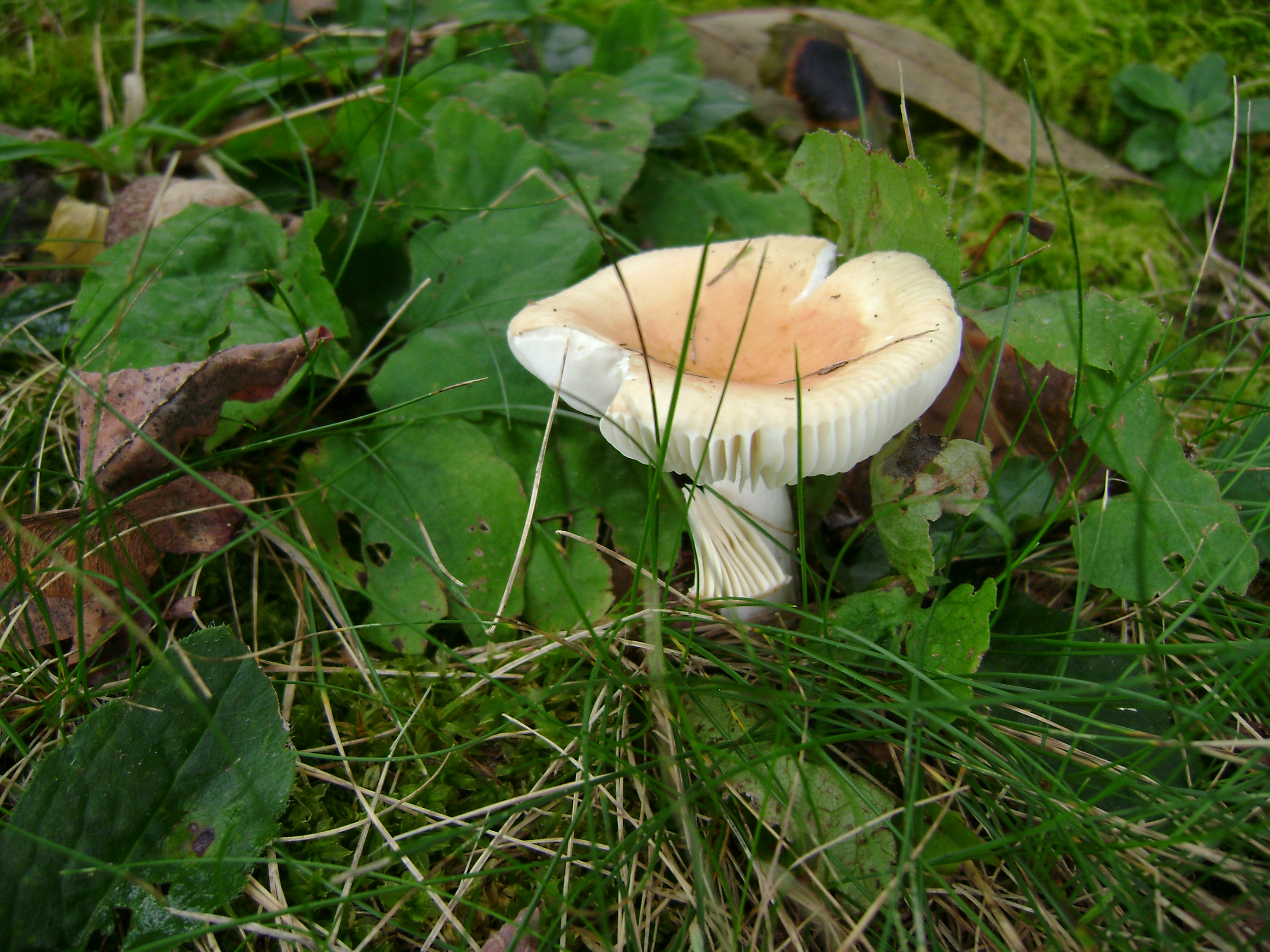 Dsc06751 from Fungus With ANTS 