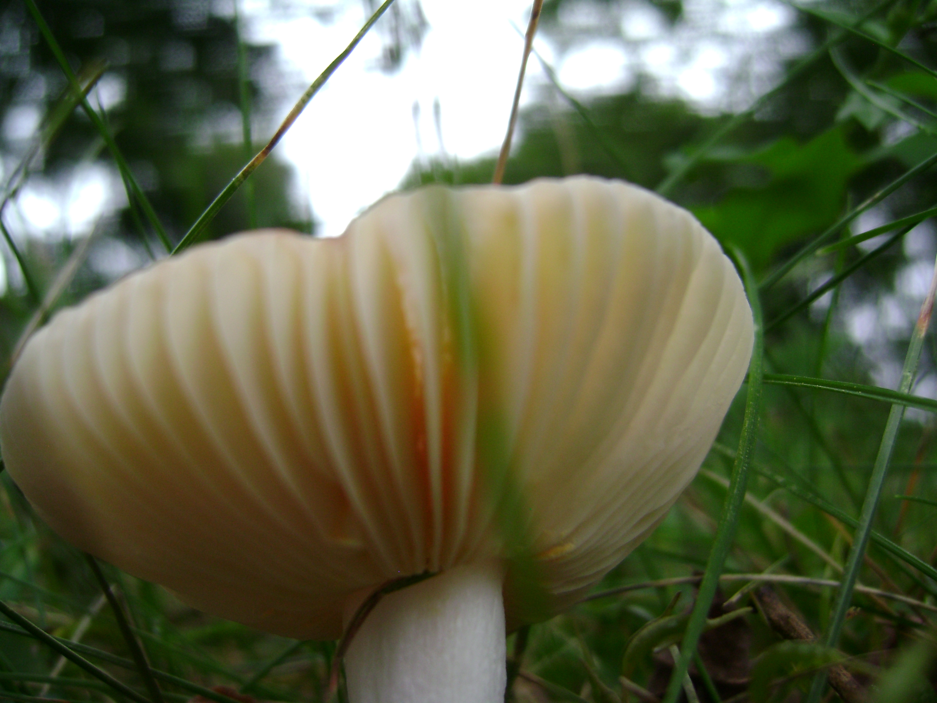 Dsc06752 from Fungus With ANTS 
