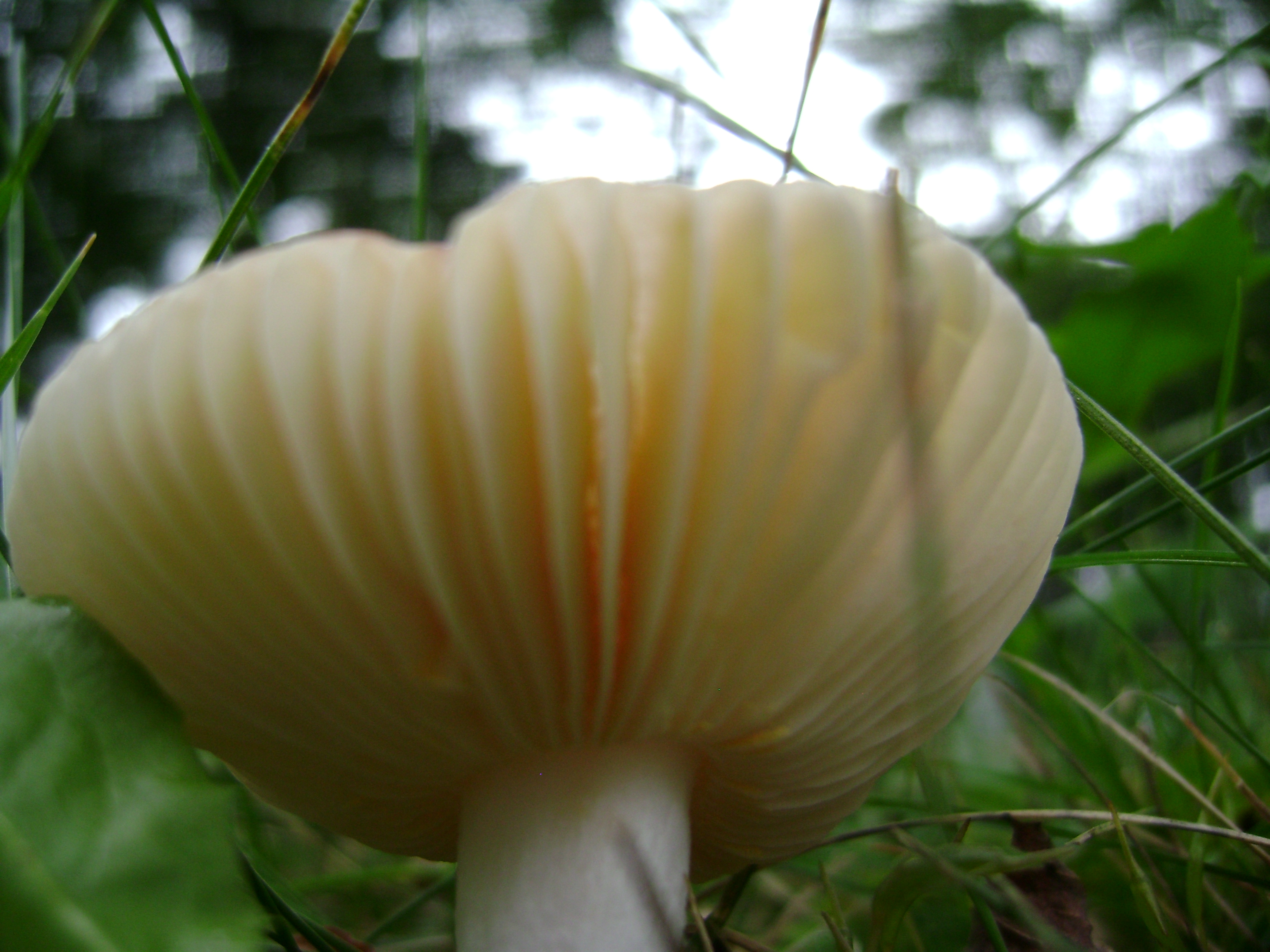 Dsc06753 from Fungus With ANTS 