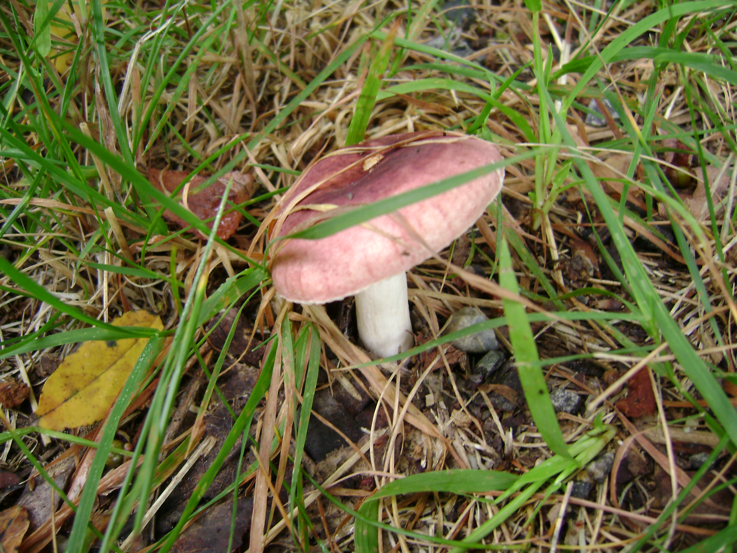 Dsc06754 from Fungus With ANTS 