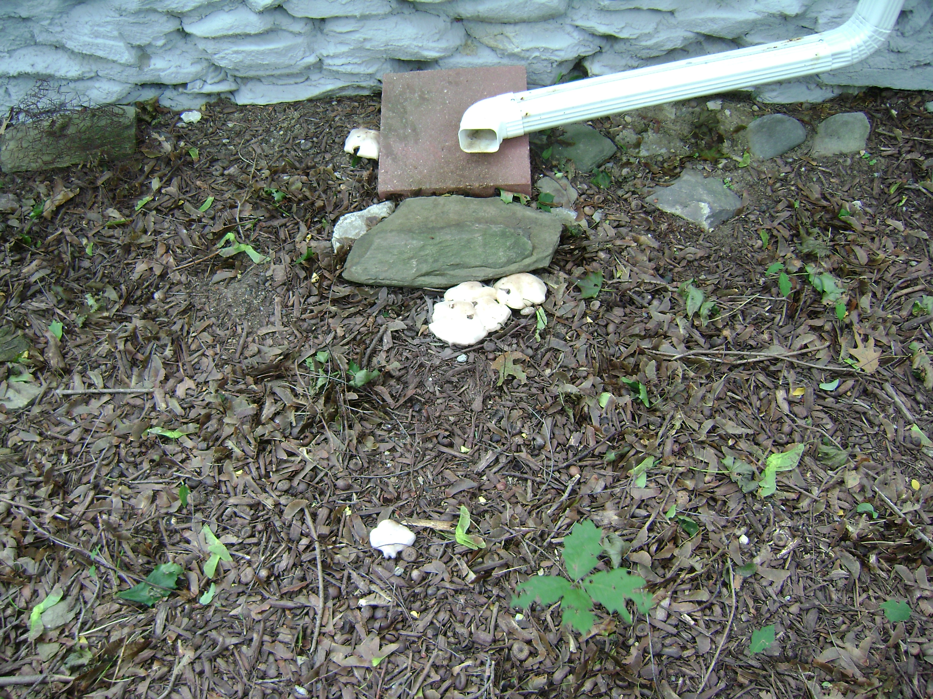 Dsc06755 from Fungus With ANTS 