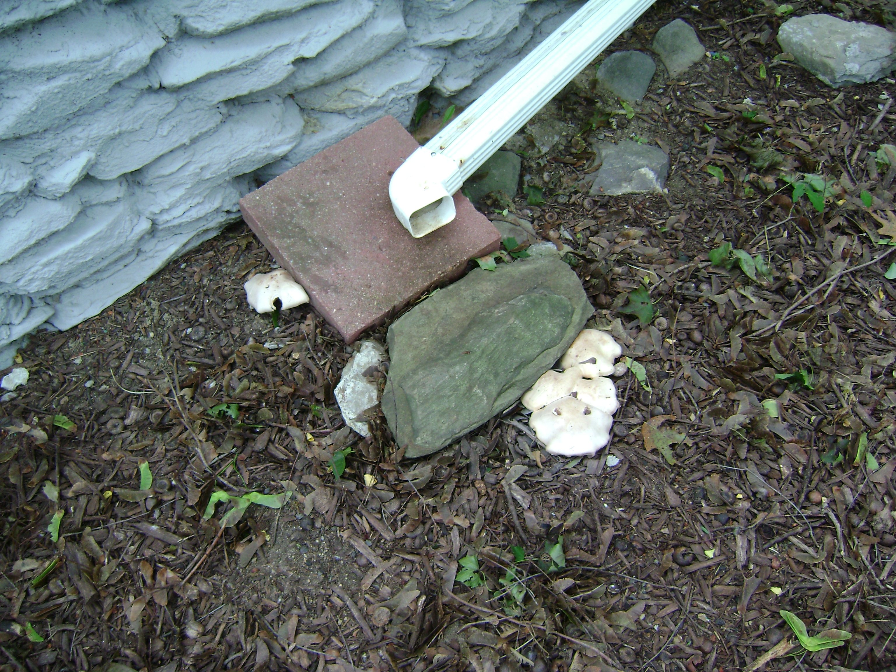 Dsc06756 from Fungus With ANTS 