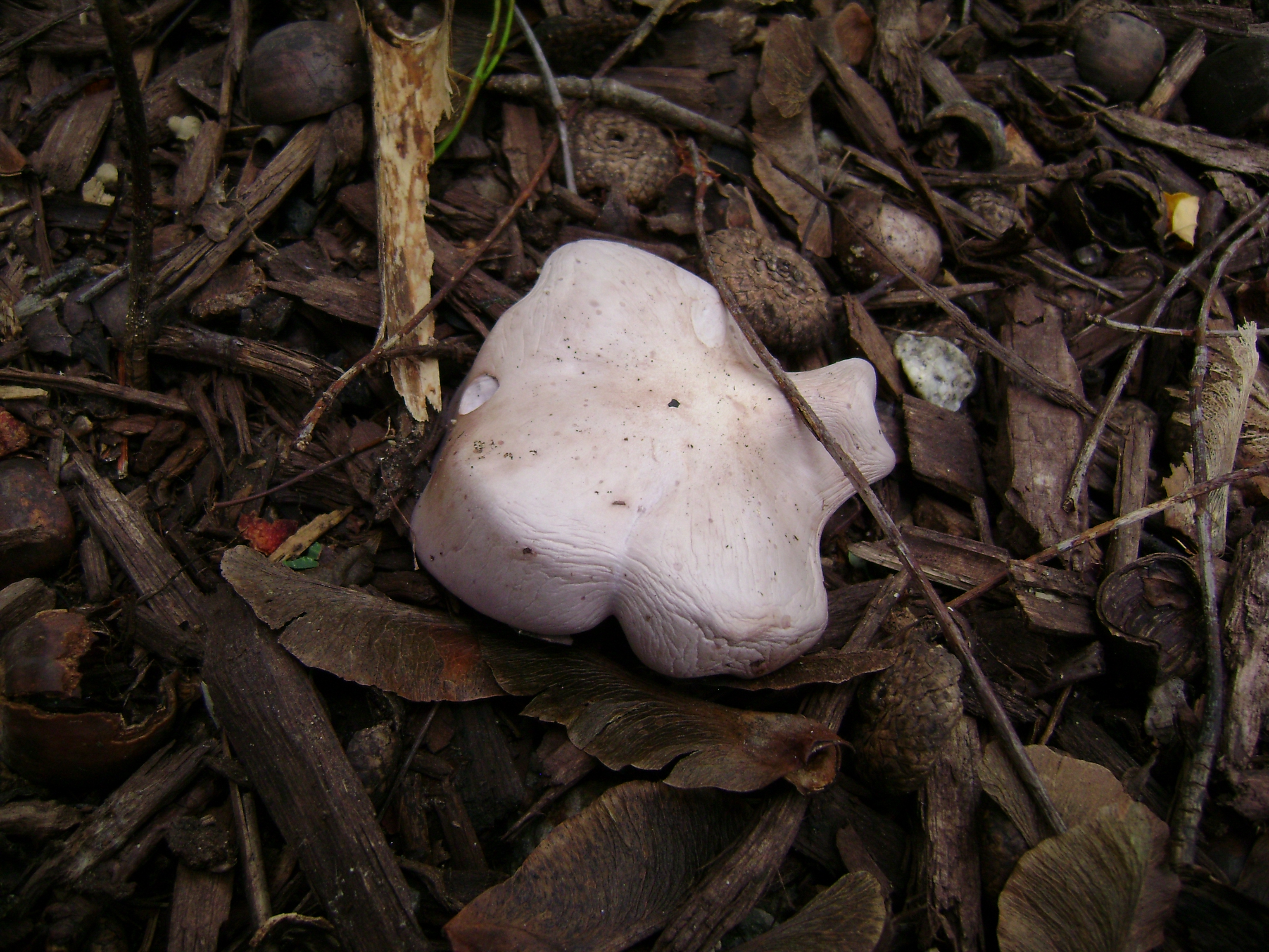 Dsc06758 from Fungus With ANTS 