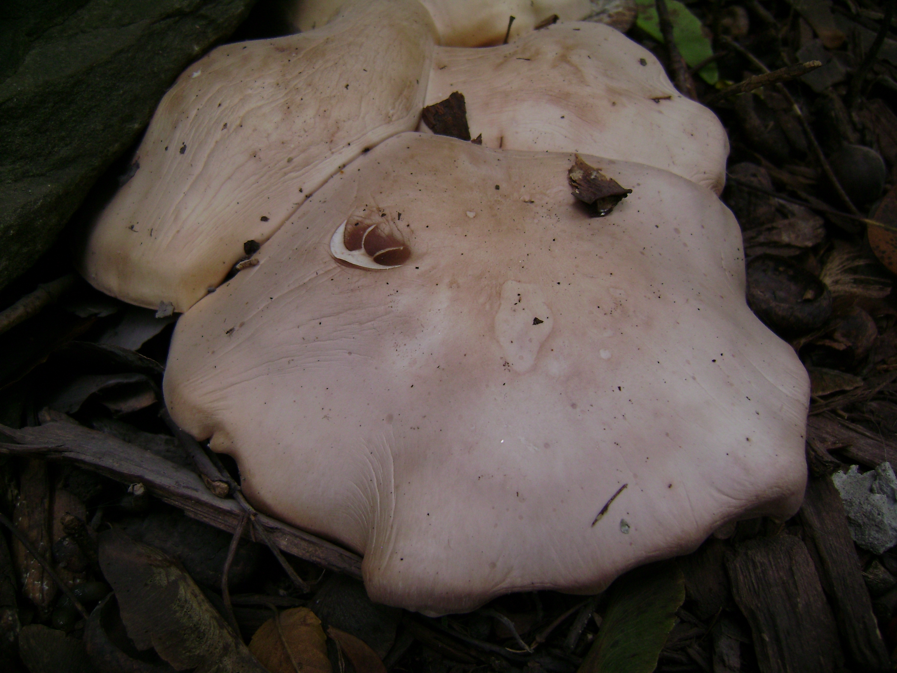 Dsc06759 from Fungus With ANTS 