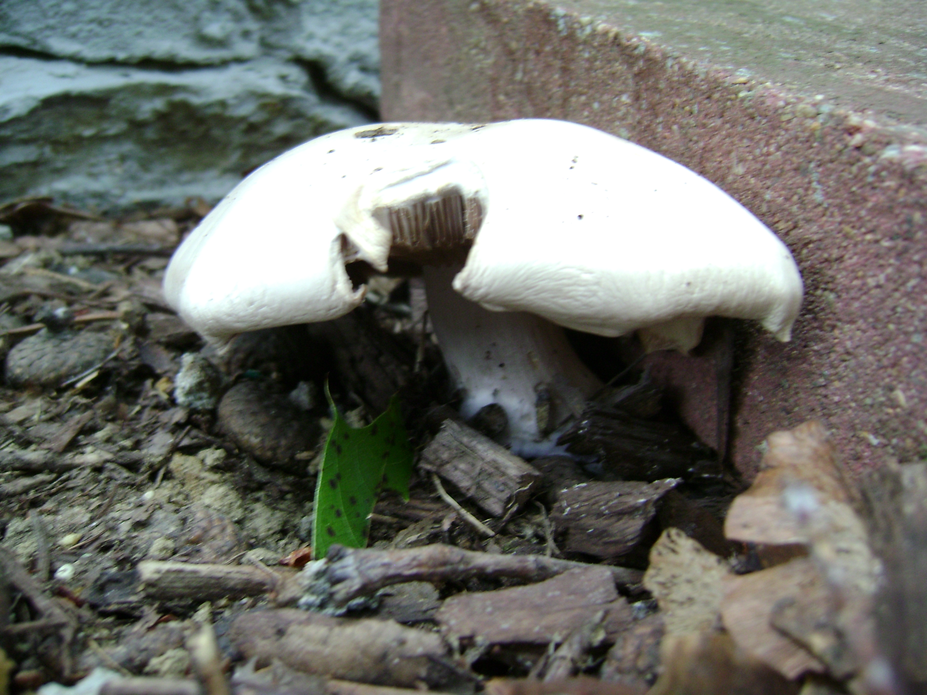 Dsc06760 from Fungus With ANTS 