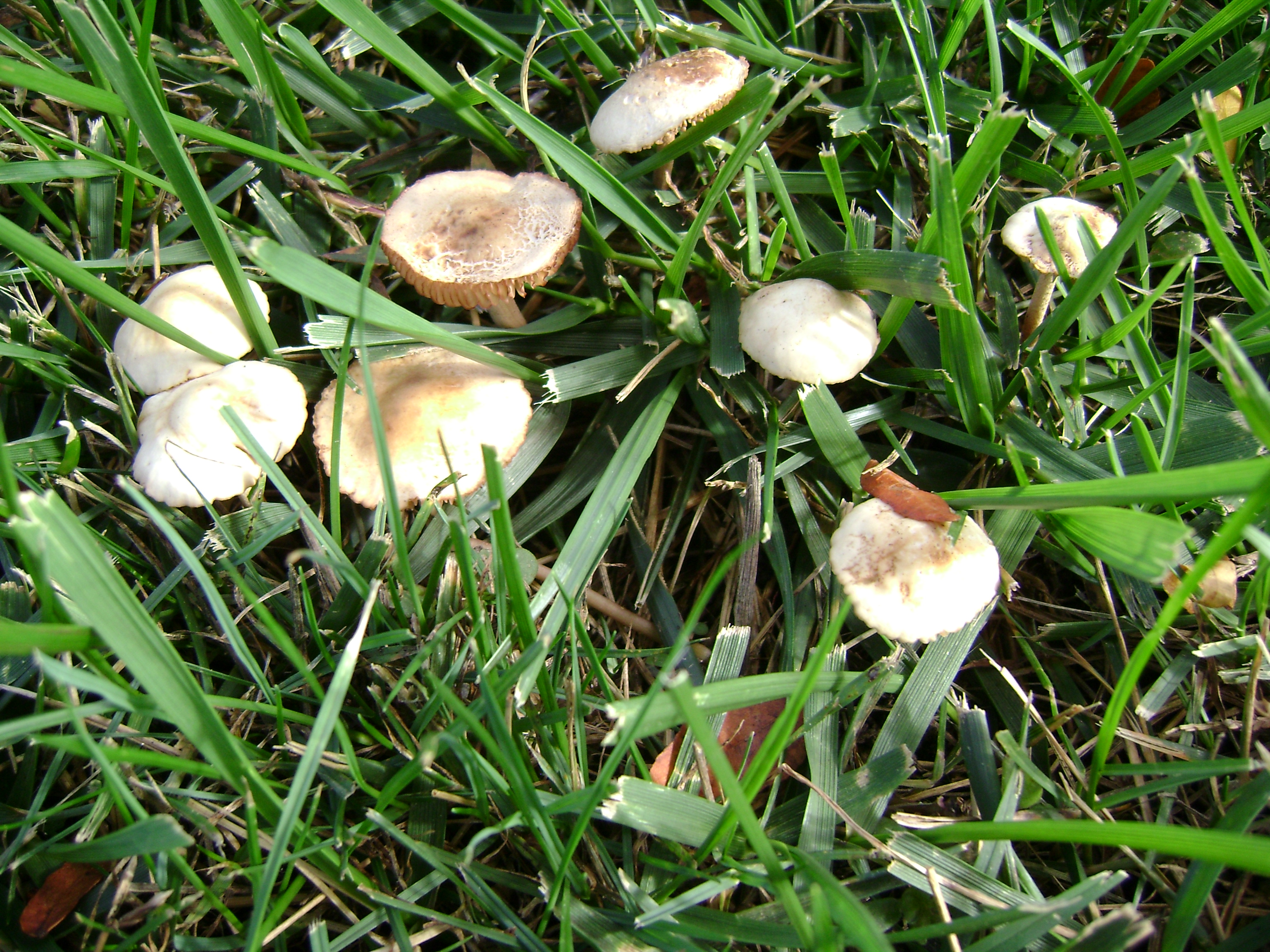 Dsc07260 from Fungus With ANTS 